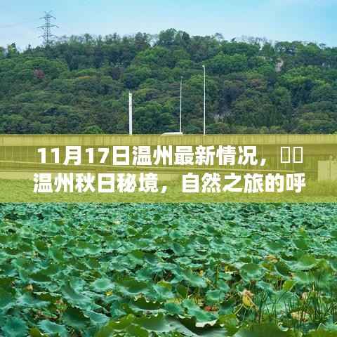 溫州秋日秘境，最新動(dòng)態(tài)與心靈自然之旅的呼喚